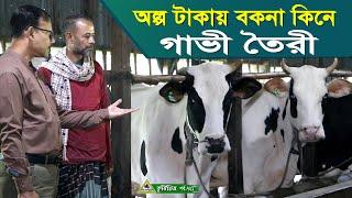 722-দেখুন অল্প টাকায় বকনা কিনে গাভী বানানো গাভীর খামার Cow Farm bd R.I.Mank Chitrapuri Krishichitra