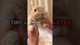 This is why Bunnies need to exercise 