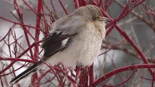 Juvenile Northern Shrike