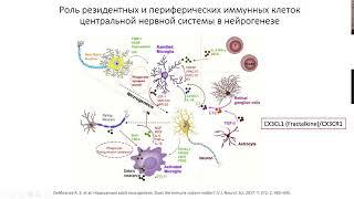 Вячеслав Дубынин, нейрогенез, шизофрения и алкоголизм Магистры ФЧЖ доклады 16-18 по статьям