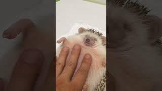 Hilarious Hedgehog LOVES Massages!