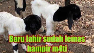 Solusi anak lahir prematur lemas gak mau nyedot susu induk