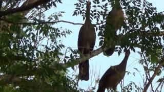 NATURE SINGERS, CHACO CHACHALACA sounds (ORTALIS CANICOLLIS), ARACUÃ-DO-PANTANAL, Wild birds free.