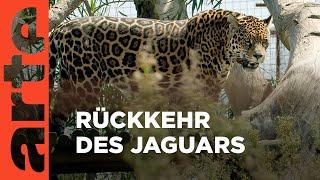 Argentinien: Der Jaguar ist zurück | GEO Reportage | ARTE Family