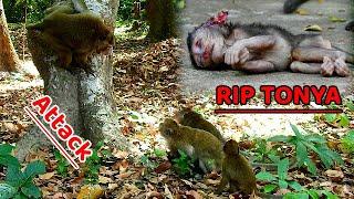 Poor mom Toma dead baby Tonya attack killer ,Aron back| RIP poor baby Tonya gone so far now