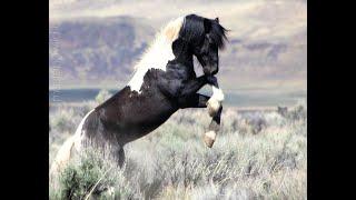 Extremes - 2017 Wild Mustangs of SE Oregon April