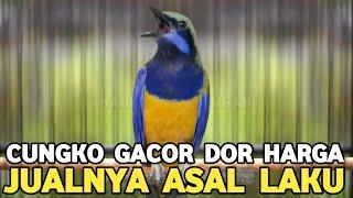 YANG PENTING LAKU..! SRDC 50 RIBU KACER JTN 150 RIBU CUNGKO GACOR ASAL LAKU PASAR BURUNG PRAMUKA