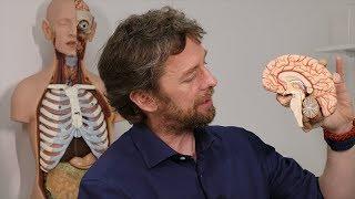 Brainstem anatomy - just the lumpy bits