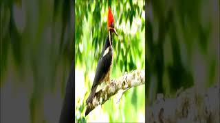 woodpecker headshot trick, woodpecker slow motion |  woodpecker bird #shorts