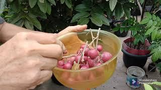 PANEN Lengkeng Merah di Atas Rumah || Lengkeng Manis ||  Buah Segar || Ruby Longan