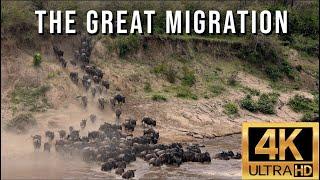 The Great Migration - Wildebeest Migration from the Serengeti to the Masai Mara, Crossing Mara River