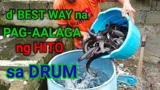 Paano mag-alaga ng hito sa drum.@AgribusinessHowItWorks @Catsandcarp