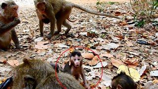 Baby monkey cry no sound when lost mom in the middle way