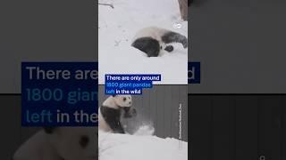 Giant pandas make the most of the snow at US zoo | DW News