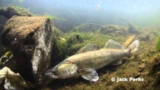 Zander Underwater Footage, River Trent, Stoke