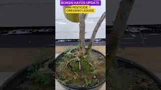 BONSAI KALYOS #tutorialsvideos  #bonsailovers #gardening #plantslovers