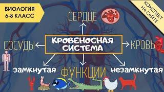 Кровеносная система человека, животных. Сердце. Круги кровообращения Функции крови