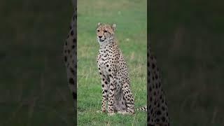 Cheetah calling his brother