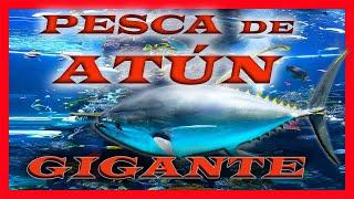 **PESCA PESADA de ATUN GIGANTE *2020*