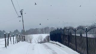 Crows Go Crazy - Early Morning Hawk Attack on Collared Dove