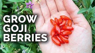 Grow Super Nutritious Goji Berries At Home