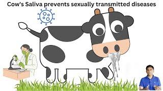 Cow's Saliva prevents sexually transmitted diseases -  Dr. Pramil Cheriyath