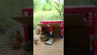 Creative new method quail trap #shorts #create #traps