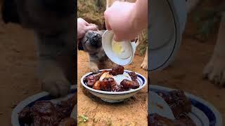 Wild dog eating Chinese rural dog little puppy daily feeding dog eating