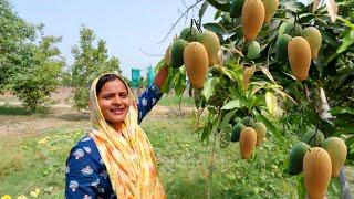 कितना बेसब्री से इंतजार था इस दिन का आखिरकार हमारे बगीचे के आम पकने शुरू हो गए