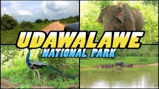 UDAWALAWE NATIONAL PARK Safari - Sri Lanka (4k)