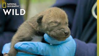 Newborn Red Wolf Puppies | Secrets of the Zoo