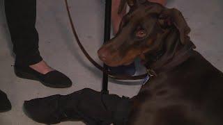 'OVERJOYED': Missing service dog makes safe return with family nearly 5 days lateri