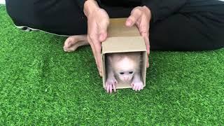 cute baby monkey wrapped in a gift box