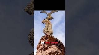 Top Three Best Peregrine Falcon Attacks Ever Captured on Camera  #bestattacks #animals #shorts