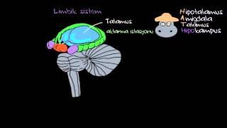 Duygular: Limbik Sistem (Psikoloji / Çevreyi Algılama)