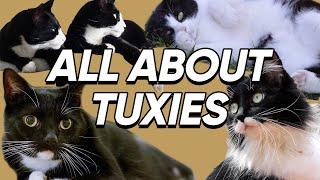 Fun Facts About Tuxedo Cats That We Bet You Didn't Know!