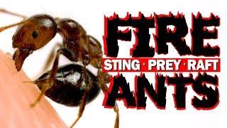 Fire ants - sting, prey, raft