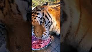 HUGE Tiger Eating! ASMR WOW