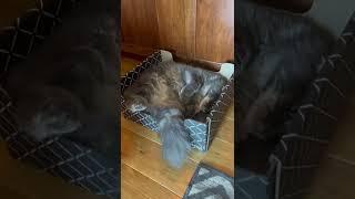 Manny the Maine Coon LOVES his new box!