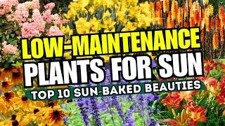  SUN-BAKED BEAUTIES! 10 Low-Maintenance Plants That Thrive in Full Sun 
