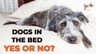 Should you allow your dog in your bed?