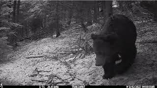 Brown bear (Ursus arctos)