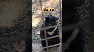 Bear  working out must watch|. #shorts #animal#trending #viral video #zoo #chhatbirzoo #ytshorts