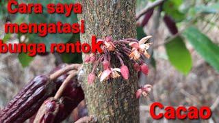 Mengatasi bunga Cacao/coklat rontok.ini cara saya...