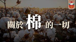 《布料調查局》棉花Cotton 竟然是最毒最不環保的布料？｜關於棉你需要知道的一切 ｜深度科普