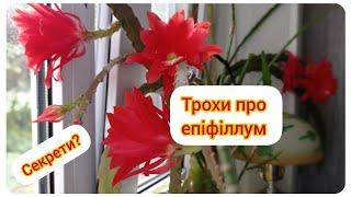 Епіфіллум (Epiphyllum)// Кімнатна рослина // Трохи про догляд// Секрети?// Моє село на Полтавщині