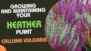 Calluna Vulgaris: Tips for Growing and Maintaining Your Heather Plant