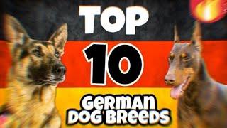 Top 10 German Dog Breeds: Loyalty, Strength, and Elegance