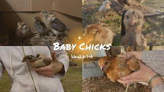 Baby Chicks Weeks 1 to 6 Growth and Development