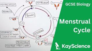 Menstrual Cycle Explained - GCSE Biology | kayscience.com